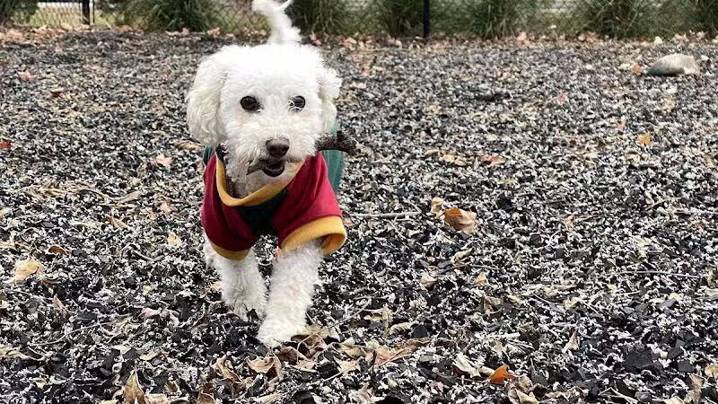 Sprocket Dog Park - Goshen, IN