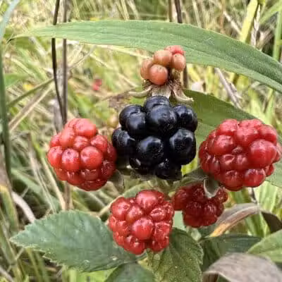 Long Branch Farm & Trails (Open to Cincinnati Nature Center members only) - Goshen, OH