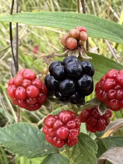 Long Branch Farm & Trails (Open to Cincinnati Nature Center members only) - Goshen, OH