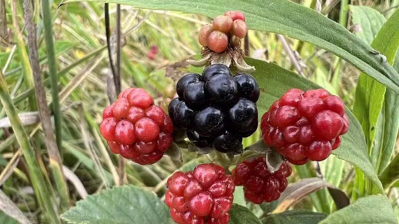Long Branch Farm & Trails (Open to Cincinnati Nature Center members only) - Goshen, OH