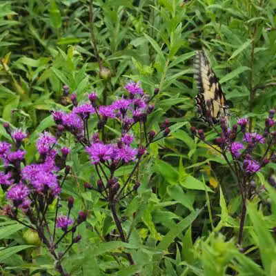 Long Branch Farm & Trails (Open to Cincinnati Nature Center members only) - Goshen, OH