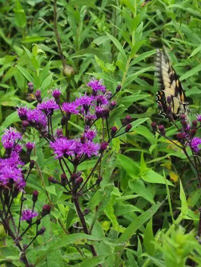Long Branch Farm & Trails (Open to Cincinnati Nature Center members only) - Goshen, OH