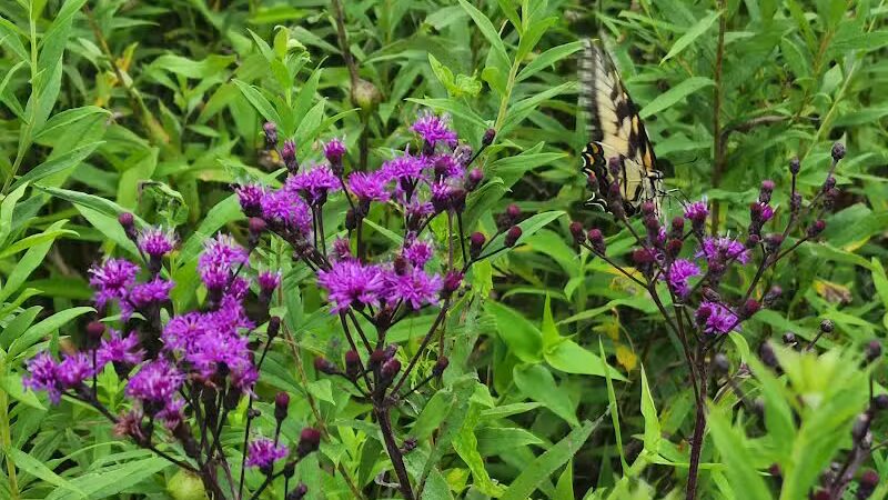 Long Branch Farm & Trails (Open to Cincinnati Nature Center members only) - Goshen, OH