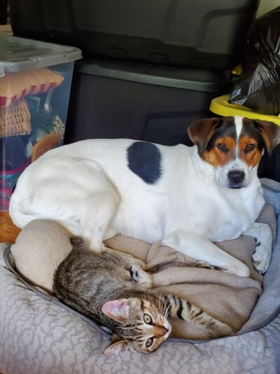 Paws Inn the Woods - Grafton, OH