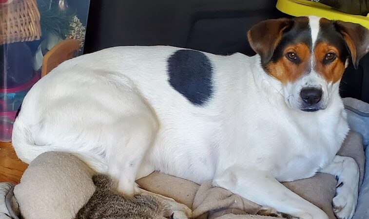 Paws Inn the Woods - Grafton, OH