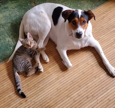 Paws Inn the Woods - Grafton, OH