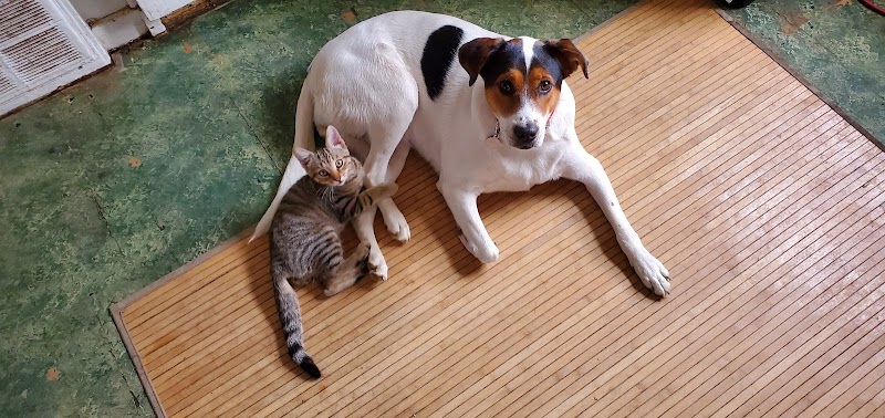 Paws Inn the Woods - Grafton, OH