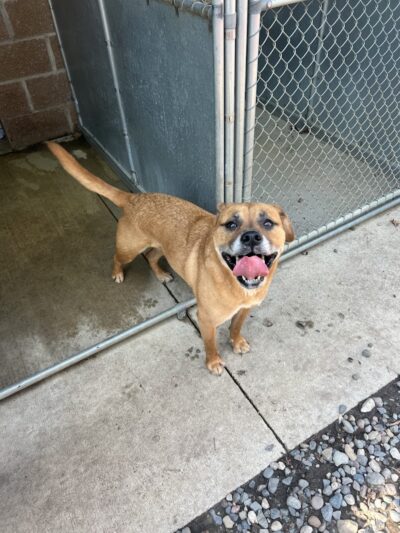 Paws Inn the Woods - Grafton, OH