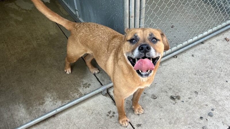 Paws Inn the Woods - Grafton, OH