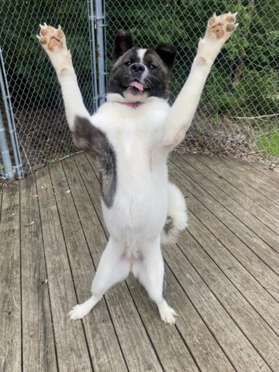 Paws Inn the Woods - Grafton, OH