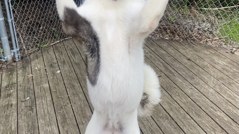 Paws Inn the Woods - Grafton, OH