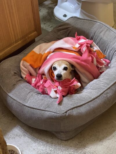 Paws Inn the Woods - Grafton, OH