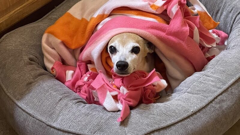 Paws Inn the Woods - Grafton, OH