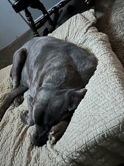 Paws Inn the Woods - Grafton, OH