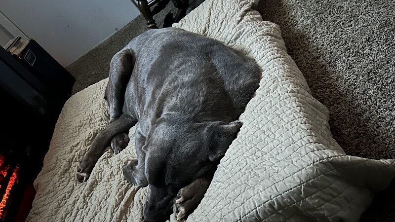 Paws Inn the Woods - Grafton, OH