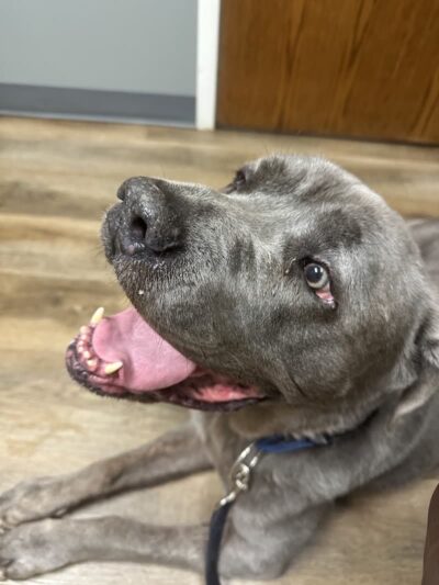 Paws Inn the Woods - Grafton, OH