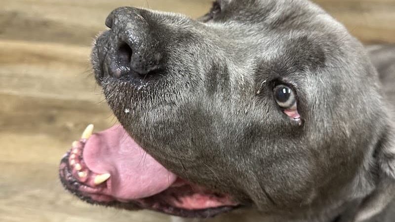 Paws Inn the Woods - Grafton, OH