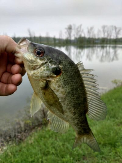 Reservoir Park - Grafton, OH