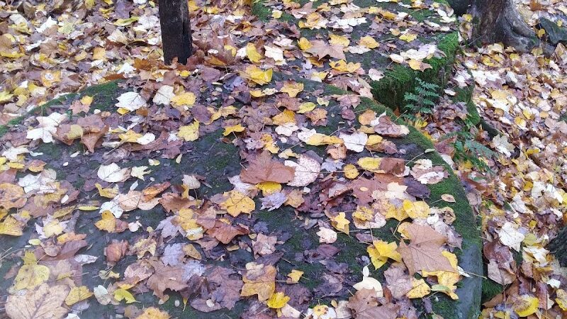 Sheldon Woods - Grafton, OH