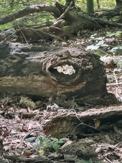 Sheldon Woods - Grafton, OH