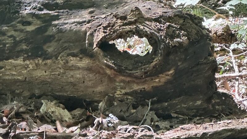 Sheldon Woods - Grafton, OH