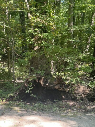 Sheldon Woods - Grafton, OH