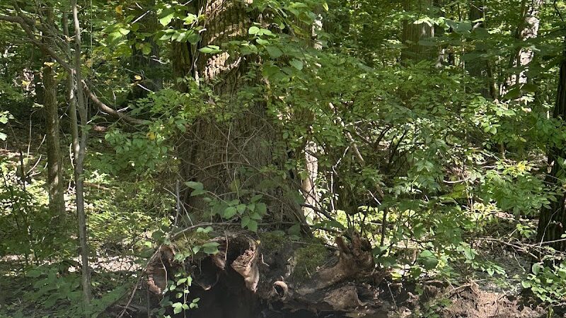 Sheldon Woods - Grafton, OH