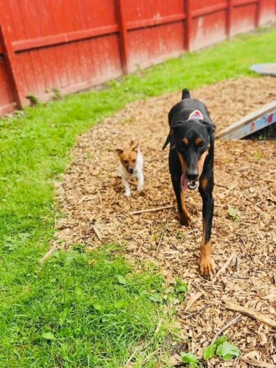 The Doggie Inn - Grafton, OH