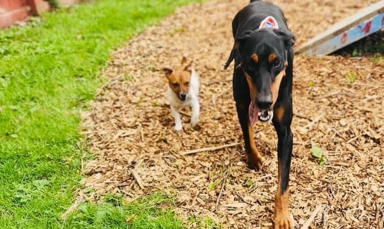 The Doggie Inn - Grafton, OH