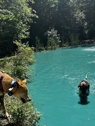 The Doggie Inn - Grafton, OH