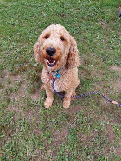 The Doggie Inn - Grafton, OH