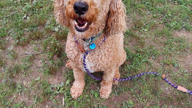 The Doggie Inn - Grafton, OH