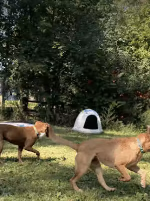 The Doggie Inn - Grafton, OH