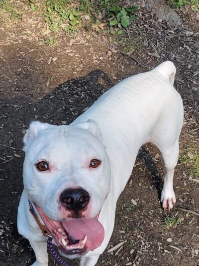 The Doggie Inn - Grafton, OH