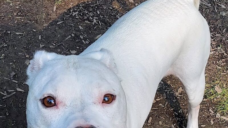 The Doggie Inn - Grafton, OH