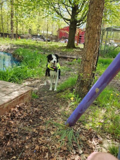 The Doggie Inn - Grafton, OH