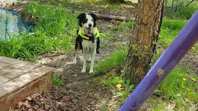 The Doggie Inn - Grafton, OH