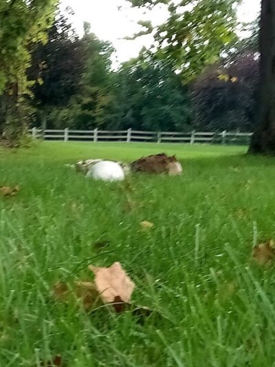 Willow Park - Grafton, OH