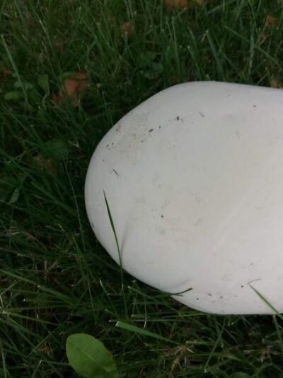 Willow Park - Grafton, OH