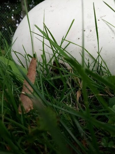 Willow Park - Grafton, OH