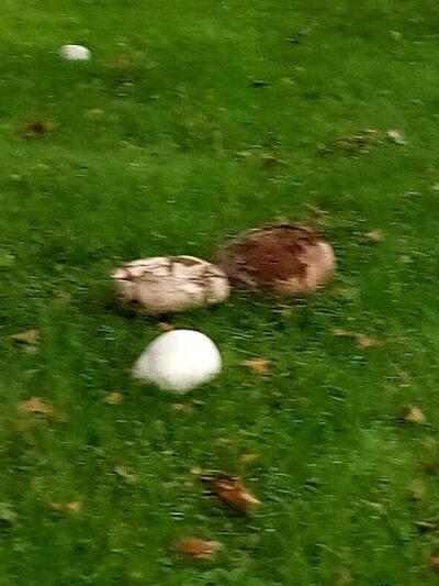 Willow Park - Grafton, OH