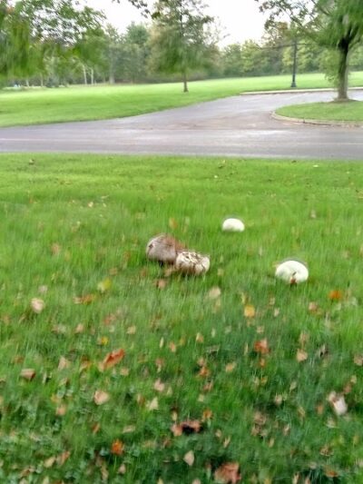 Willow Park - Grafton, OH