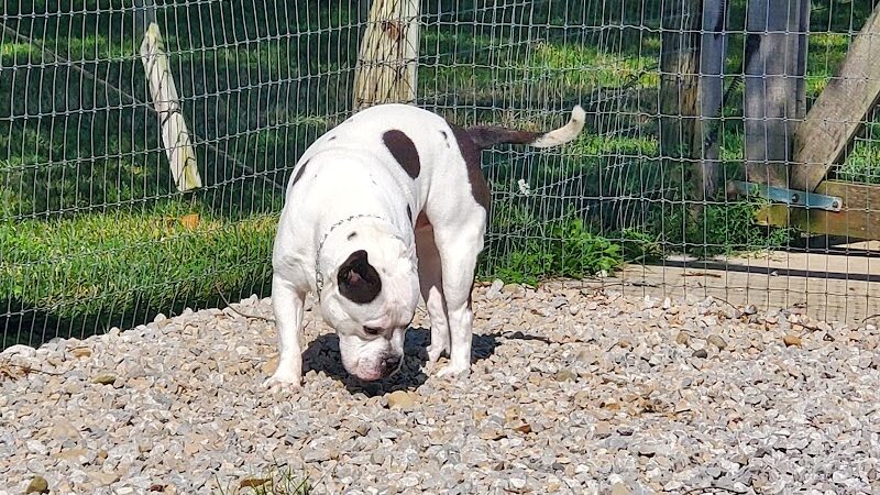 Paws 2 Play Dog Park - Granville, OH