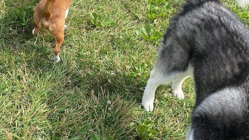 Paws 2 Play Dog Park - Granville, OH