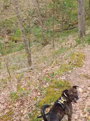 Lamping Homestead Recreation Area - Graysville, OH
