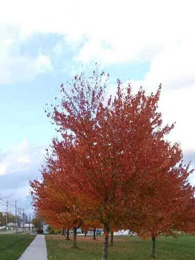 Greensburg Park - Green, OH