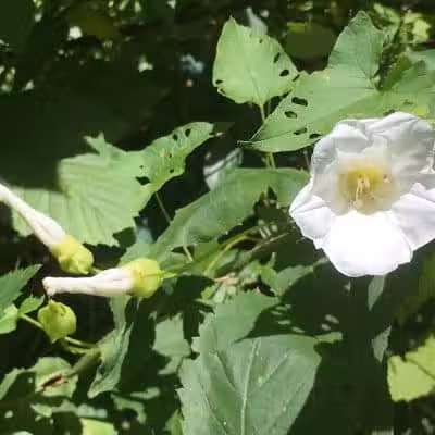 Greensburg Park - Green, OH