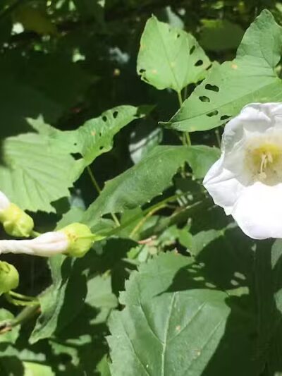 Greensburg Park - Green, OH