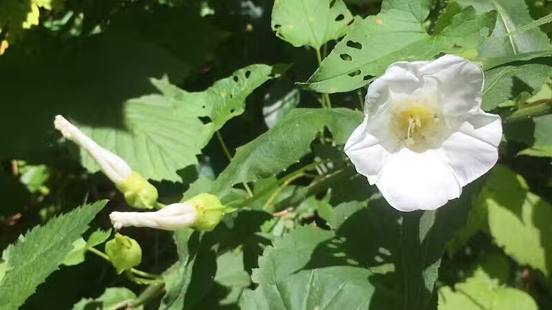 Greensburg Park - Green, OH