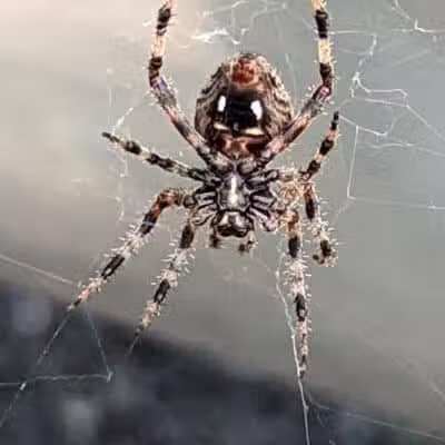 Green Springs Community Park - Green Springs, OH